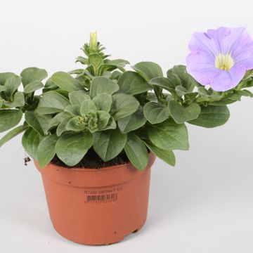 Petunia SURFINIA SKY BLUE