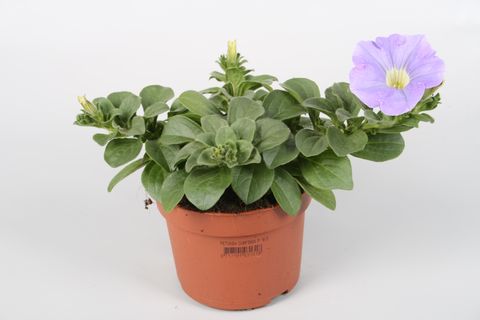 Petunia SURFINIA SKY BLUE