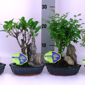 Bonsai MIX