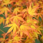 Acer palmatum 'Katsura'