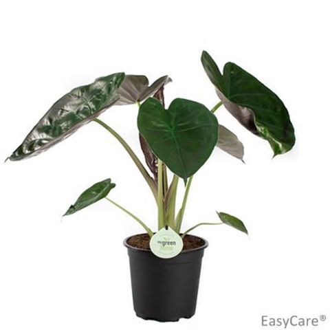 Alocasia wentii