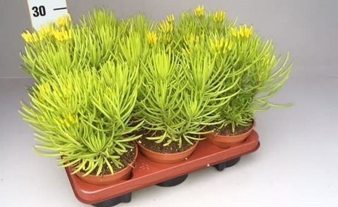 Senecio cylindricus