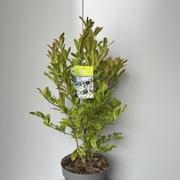 Magnolia stellata