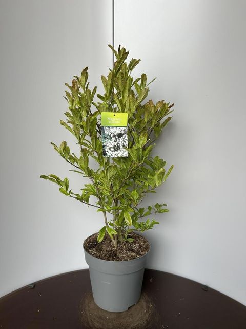 Magnolia stellata