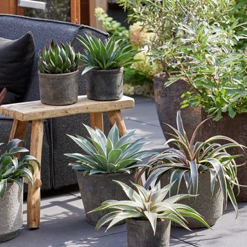 x Mangave 'Snow Leopard'