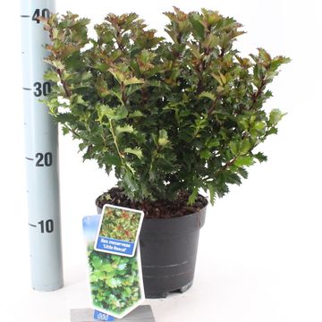 Ilex x meserveae LITTLE RASCAL