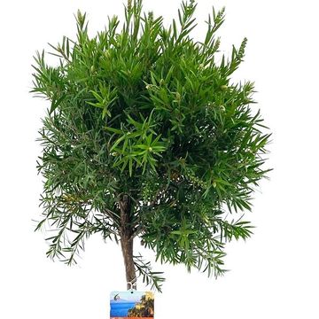 Callistemon 'Masotti'