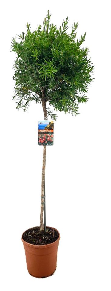 Callistemon 'Masotti'