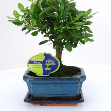 Rhododendron indicum