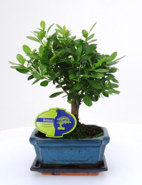 Rhododendron indicum