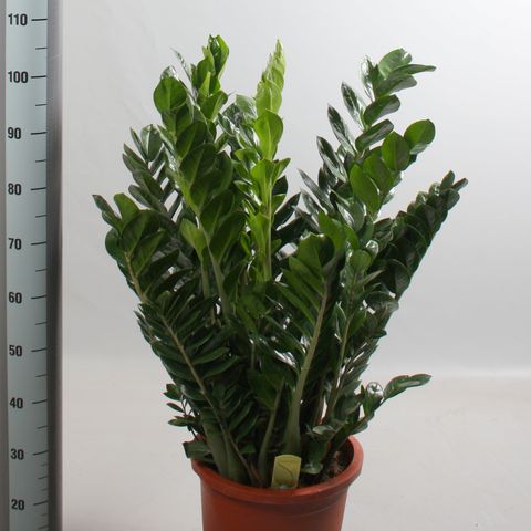 Zamioculcas zamiifolia (?)