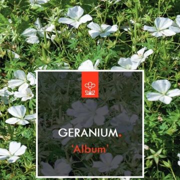 Geranium sanguineum 'Album'
