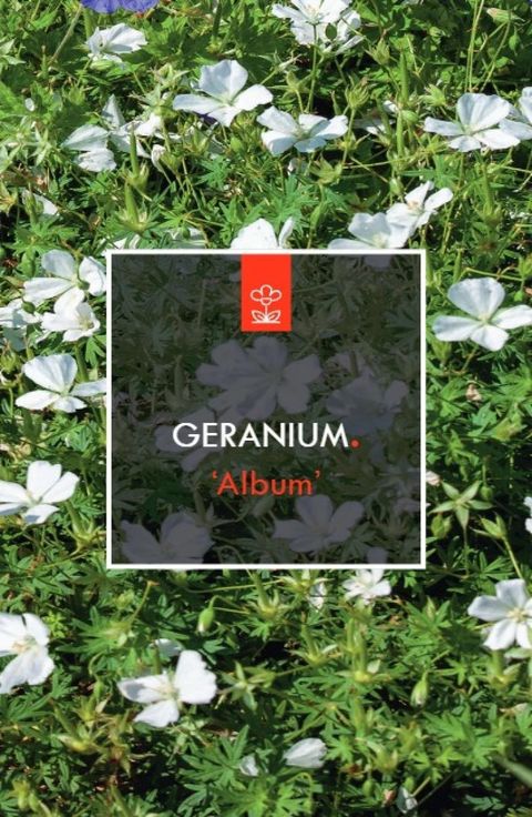 Geranium sanguineum 'Album'