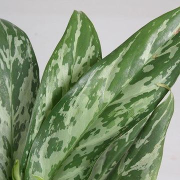 Aglaonema 'Green Lady'