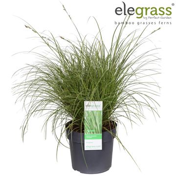 Carex brunnea 'Вариегата'