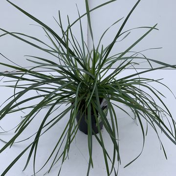 Sesleria heufleriana