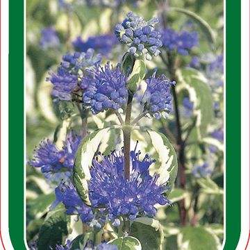 Caryopteris x clandonensis 'White Surprise'