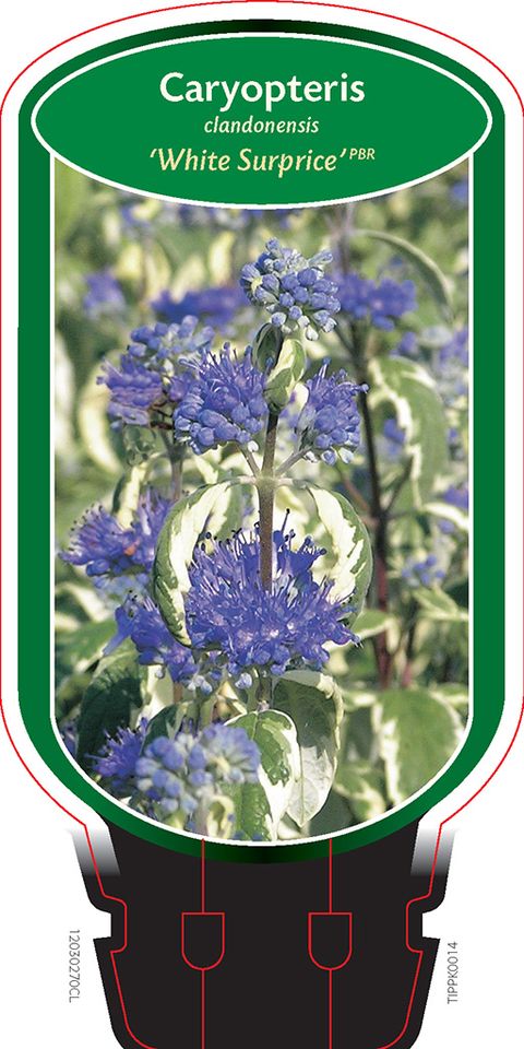 Caryopteris x clandonensis 'White Surprise'