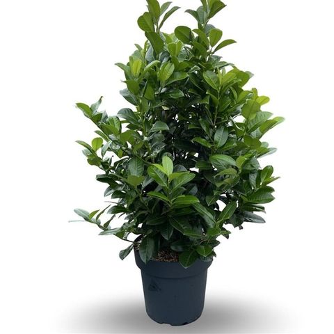 Prunus laurocerasus 'Ani'