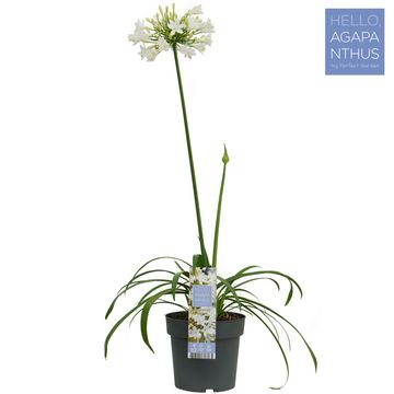 Agapanthus EVERPANTHUS EVER WHITE