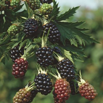 Rubus fruticosus 'Thornless Evergreen'