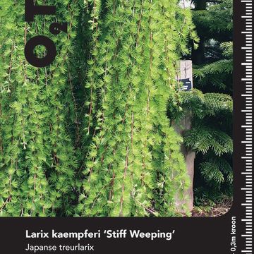 Larix kaempferi 'Stiff Weeper'