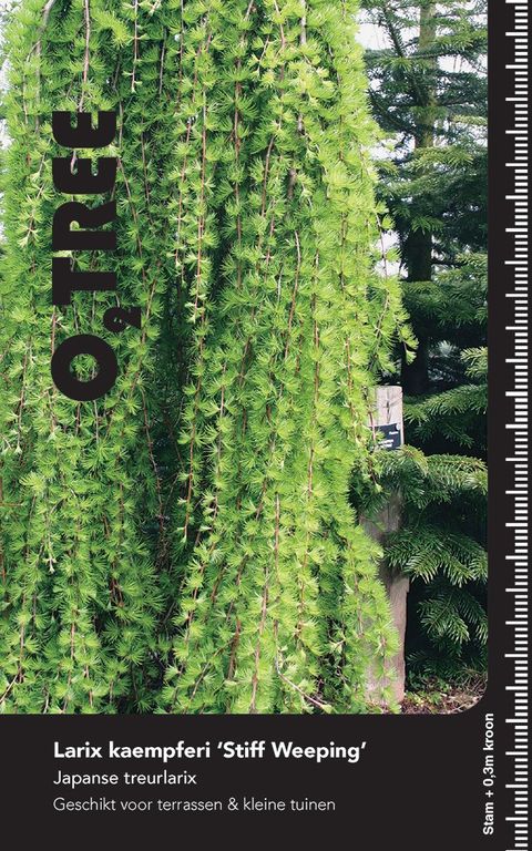 Larix kaempferi 'Stiff Weeper'