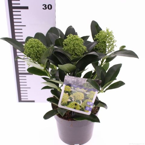 Skimmia japonica WHITE GLOBE