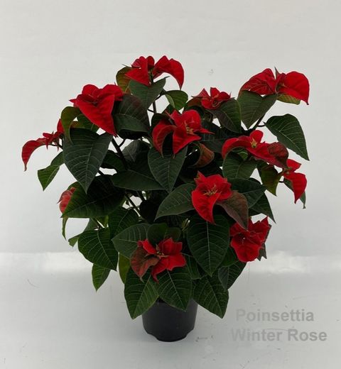 Euphorbia pulcherrima WINTER ROSE