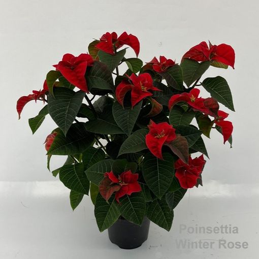 Euphorbia pulcherrima WINTER ROSE