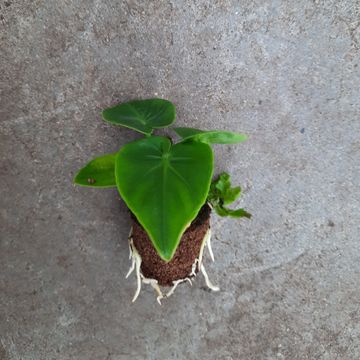 Filodendron selloum 'Atom'