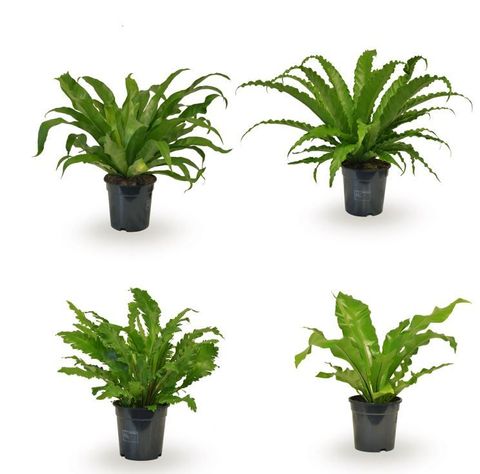 Asplenium MIX