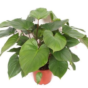 Homalomena rubescens 'Maggy'