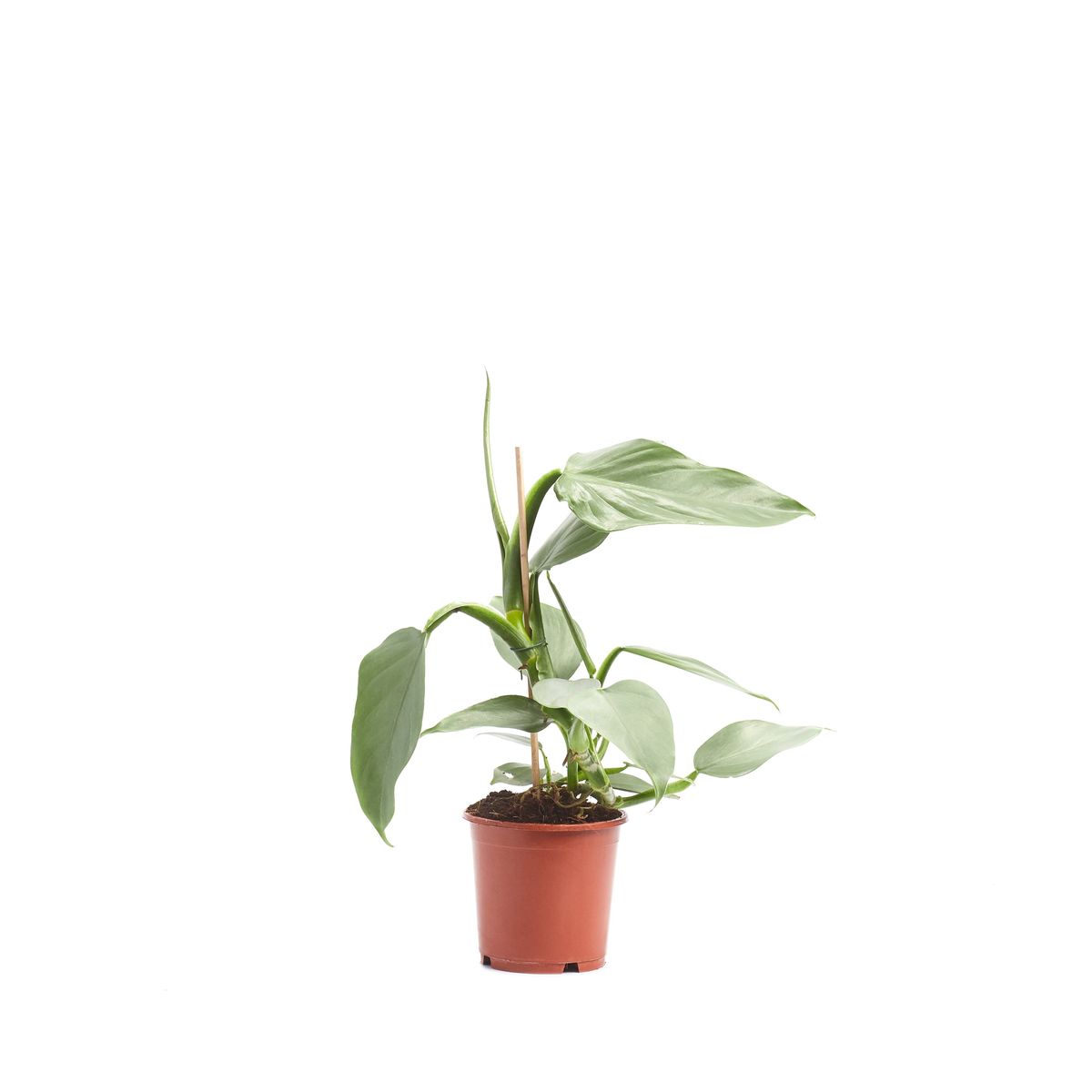 Филодендрон хастатум фото взрослого растения