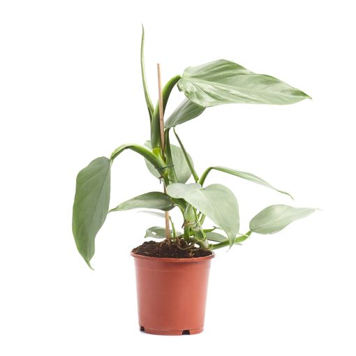 Philodendron hastatum (P14 cm H35 - 45 cm) – Plant Wholesale FlorAccess