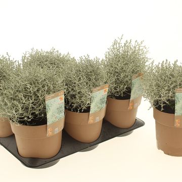Leucophyta brownii