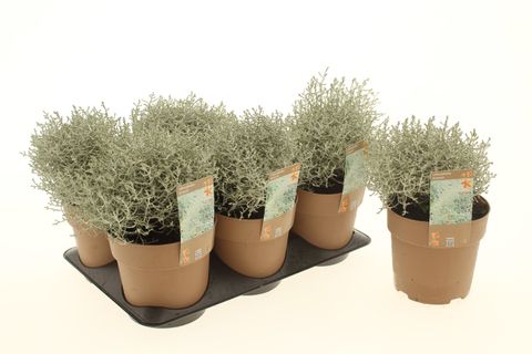 Leucophyta brownii