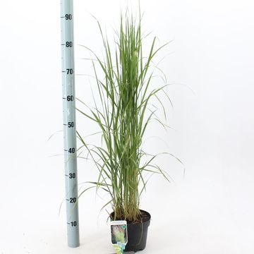 Calamagrostis x acutiflora 'Karl Foerster'
