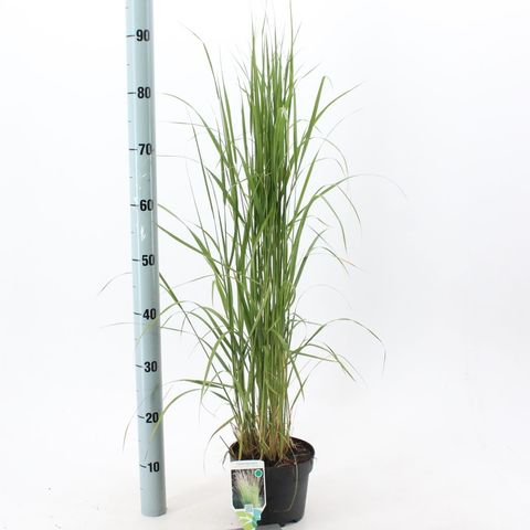 Calamagrostis x acutiflora 'Karl Foerster'