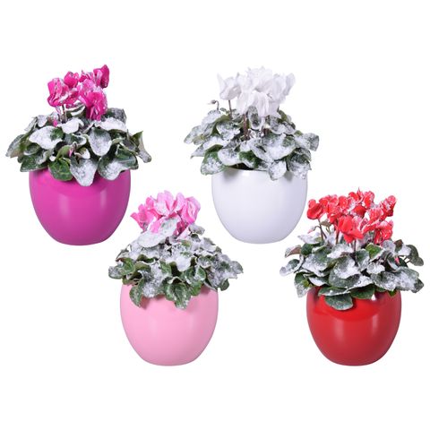 Cyclamen persicum SUPER SERIE S ALLURE MIX