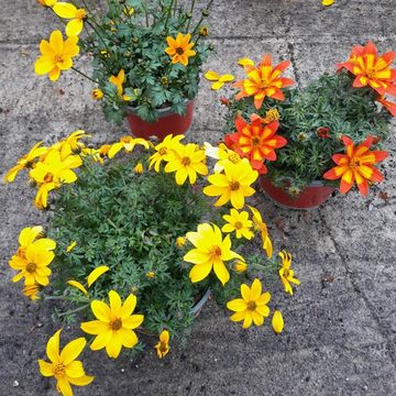 Bidens ferulifolia MIX
