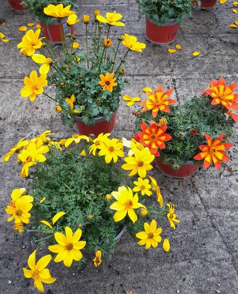 Bidens ferulifolia MIX