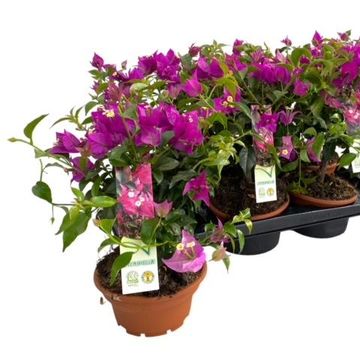 Bougainvillea glabra 'Sanderiana'