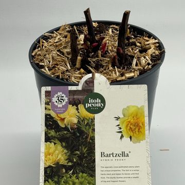 Paeonia 'Bartzella'