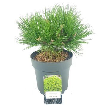 Pinus densiflora 'Low Glow'