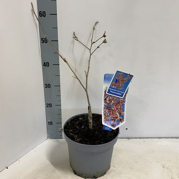 Hamamelis x intermedia 'Feuerzauber'