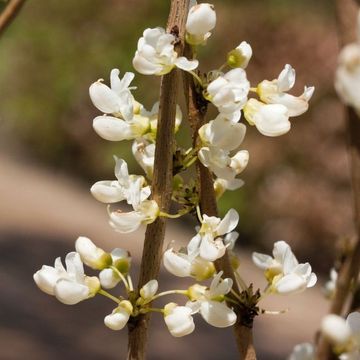 Cercis chinensis 'Shirobana'