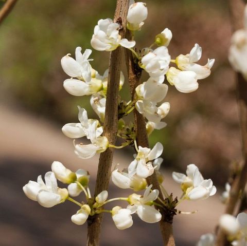 Cercis chinensis 'Shirobana'