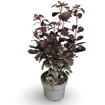 Cotinus coggygria 'Royal Purple'