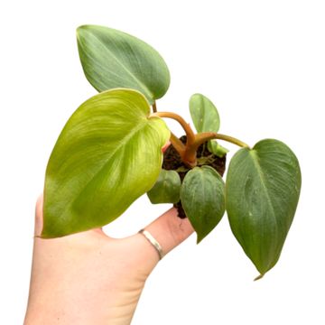 Philodendron billietiae x pastazanum